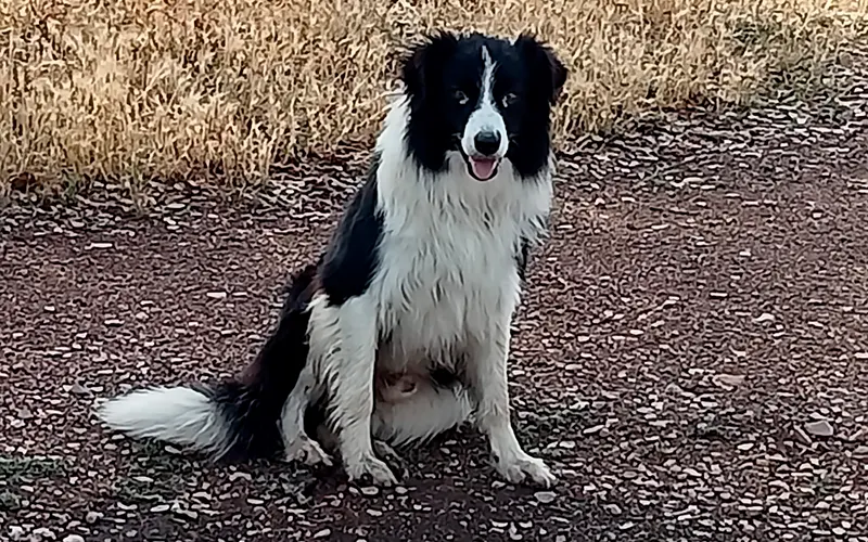 Border Collie