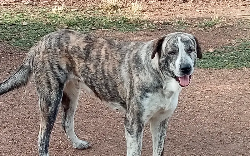 Mastín