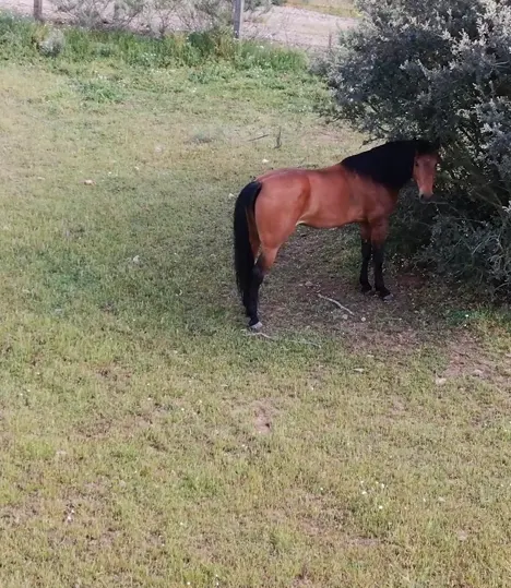 Caballo