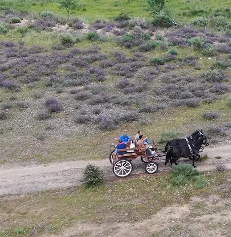 Caballos finca